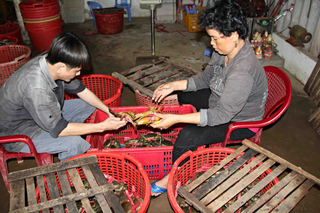 Với mức giá cua biển ổn định 250.000 đồng/kg (bán xô) và 350.000 đồng/kg (cua gạch), người nuôi thu lợi nhuận từ 80 - 90 triệu đồng/ha. Ảnh: Dân Việt.