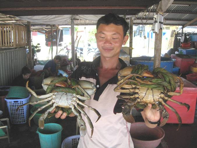 Được biết, cua biển dễ nuôi, chi phí đầu tư và rủi ro thấp. Ảnh: Bộ Nông Nghiệp.