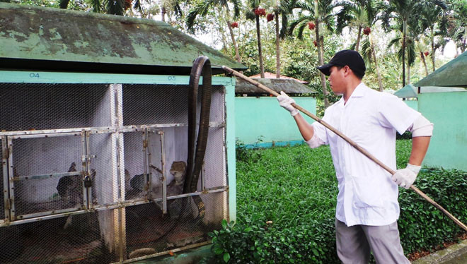 Theo trung tá Lương dù được chăm sóc trong môi trường nuôi nhốt nhưng bản tính thú dữ nên hổ mang chúa vẫn còn, khi thấy có người đến gần rắn sẽ dựng ngược cơ thể phùng mang. Vì vậy việc chăm sóc, cho rắn độc ăn phải hết sức cẩn thận.