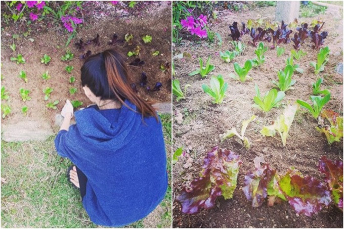 Trên trang cá nhân, Park Soo Jin thường đăng tải những bức hình chụp cảnh vườn rau xanh tốt trong căn biệt thự cao cấp rộng tới 115 mét vuông ở "khu quý tộc" Seongbuk-dong (Seoul, Hàn Quốc). Ảnh: Newspim.