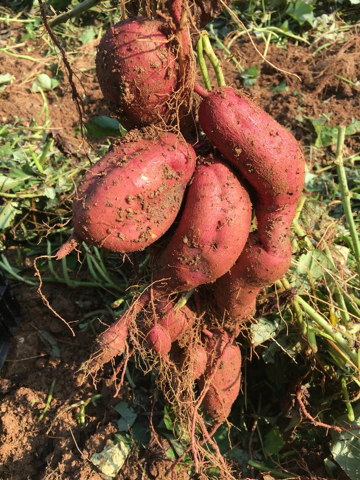 Mỗi gốc khoai khá nhiều củ. Ảnh: Wadizwww.