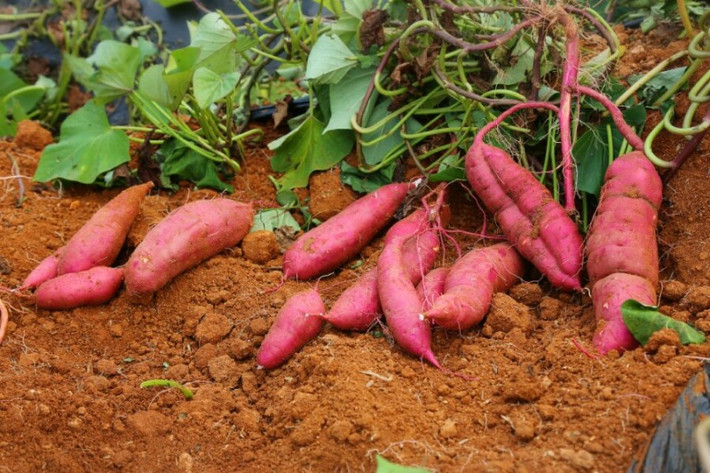 Mặc dù có giá đắt gấp 20 lần so với khoai lang Việt nhưng nhiều bà nội trợ vẫn săn lùng vì độ ngon và sự mới lạ. Ảnh: Internet.