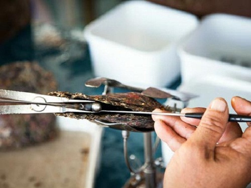 Dụng cụ lấy ngọc trai. Ảnh: NatGeo.