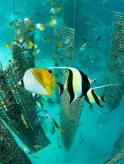 Những chiếc lồng nuôi trai dưới đáy biển. Ảnh: NatGeo.