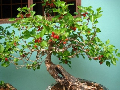 Bonsai dâu tằm dáng nghiêng. Ảnh: Blogcaycanh.