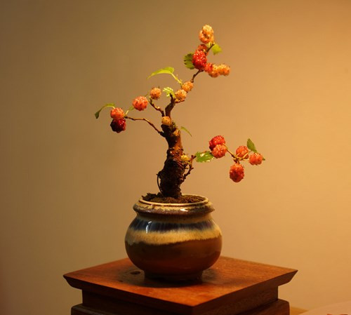 Chậu bonsai dâu tằm mini lạ mắt. Ảnh: Truonggiang.