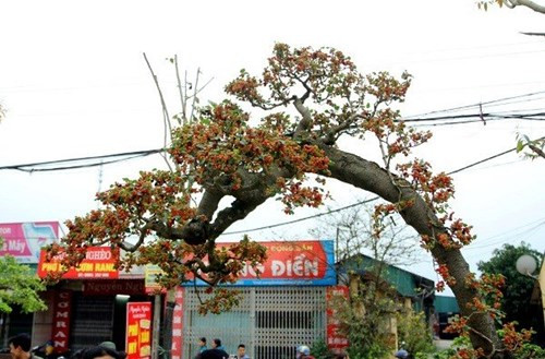 Dâu tằm dáng lão độc đáo. Ảnh: Vietnamnet.