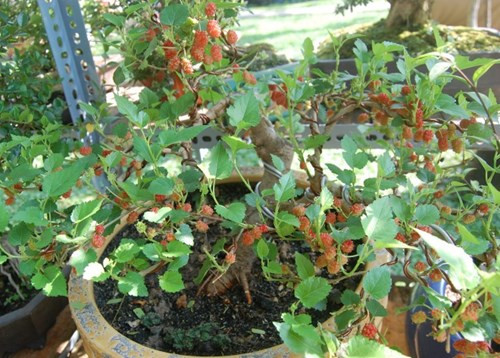 Cây dâu tằm được cắt tỉa đơn giản nhưng đẹp mắt. Ảnh: Tiền phong.
