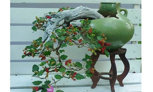 Dâu tằm bonsai dáng thác đổ. Ảnh: Agrimark.