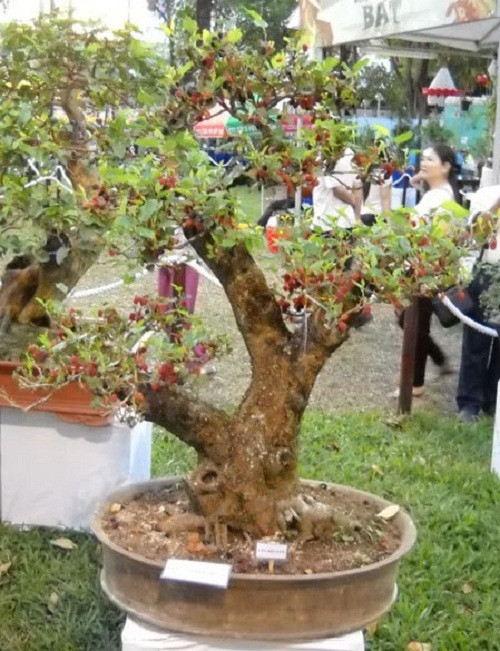 Chậu dâu tằm với gốc to xù xì. Ảnh: Suthaicaycanh.