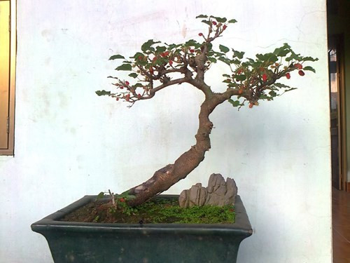 Dâu tằm thế độc. Ảnh: Suthaicaycanh.