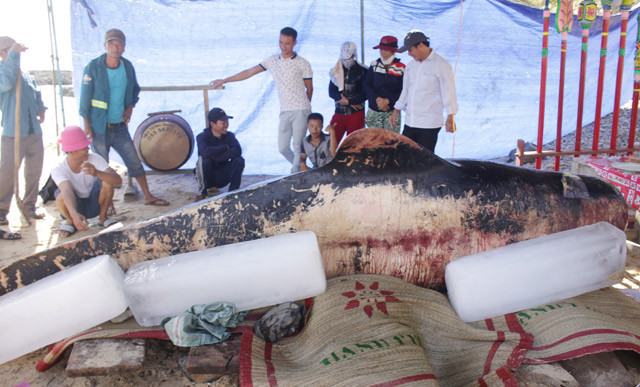 Cá voi dài hơn 4m, vòng bụng khoảng 2m, trọng lượng ước khoảng 600kg. "Nhiều lần chứng kiến cá ông trôi dạt vào bờ, đây là lần đầu tiên tôi thấy cá lớn như vậy" - một người dân Thanh Thủy bày tỏ.