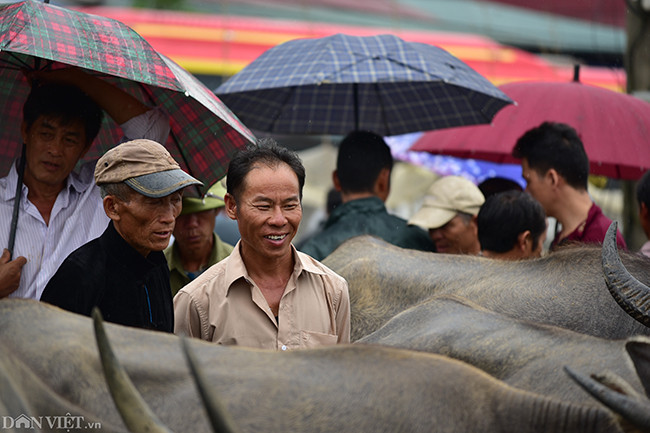 "Khi đã ưng cái bụng thì bán, không ưng thì có trả cao cũng không bán", một người bán trâu tại Bắc Hà nói.