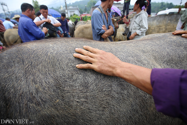 Người mua nào cũng ngắm trâu rất kỹ và quan tâm cả việc kiểm tra xem trâu đã thay răng hoặc thay lông hay chưa để đoán tuổi và sức khỏe.