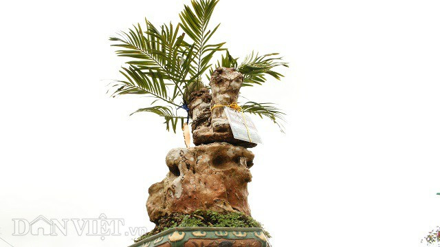 Thân cây thiên tuế cổ lão chỉ cao khoảng 55cm. Ông Huỳnh Văn Thu - thành viên Ban Giám khảo chấm thi trong triển lãm-người có thâm niên 30 năm chơi Bonsai, giám khảo 6 lần trong các mùa Festival hoa Đà Lạt đánh giá: "Trong hội thi có rất nhiều chủng loại, thể loại nhưng cây thiên tuế này rất độc, nụ hoa như một búp hoa sen hay atiso. Nhưng chủ nhân lại đăng ký trong phần Bonsai bông, trong khi đó nụ chưa nở và phần này có rất nhiều hoa nên chỉ đạt huy chương đồng. Nếu triển lãm có phần thi cây kiểng, cây cảnh ĐỘC- LẠ, HIẾM, chắc chắn cây thiên tuế CỔ LÃO này đoạt huy chương vàng như chơi...".