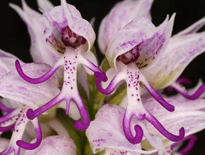 Trong điều kiện thuận lợi, không gặp thiên tai, lan Orchis Italica có thể cao tới 50 cm, nở hoa suốt từ mùa xuân đến mùa hè.