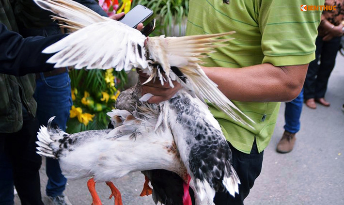 Theo Ban tổ chức, bên cạnh những con vịt bắt được thì anh Đồ và anh Thành đều nhận được tiền thưởng. “Những người thắng cuộc là bắt được con vịt đầu tiên và cuối cùng”, đại diện Ban tổ chức nói.