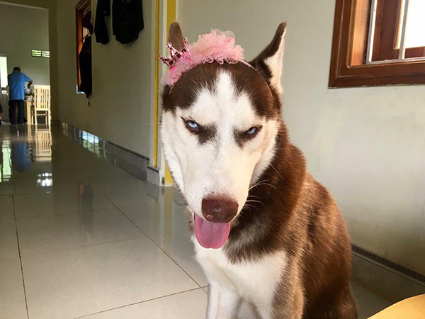 Những chú chó Husky đáng yêu là thú cưng gần gũi, được nhiều người trân trọng, nâng niu. Với sở thích bạ đâu ăn đó, thích ngồi bồn tắm, thích chụp hình cùng gương mặt ngáo ngơ hài hước thì Riềng sẹo là một trong những gương mặt thú cưng đang được cộng đồng mạng chú ý.