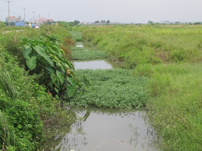 Trên diện tích rộng mênh mông, cỏ mọc um tùm. Hiện dự án này chưa có tín hiệu khả quan sẽ tiếp tục được triển khai. Trong khi lý do công ty này đưa ra rất chung chung là do những biến động của thị trường bất động sản. Ảnh: Nhà đầu tư.