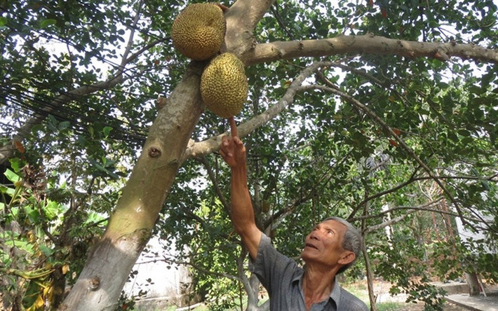 Ông Út Mẫn chia sẻ ông sẽ dành khoảng 3ha chỉ để sản xuất mít giống trong năm 2018. Ảnh: Imgur.