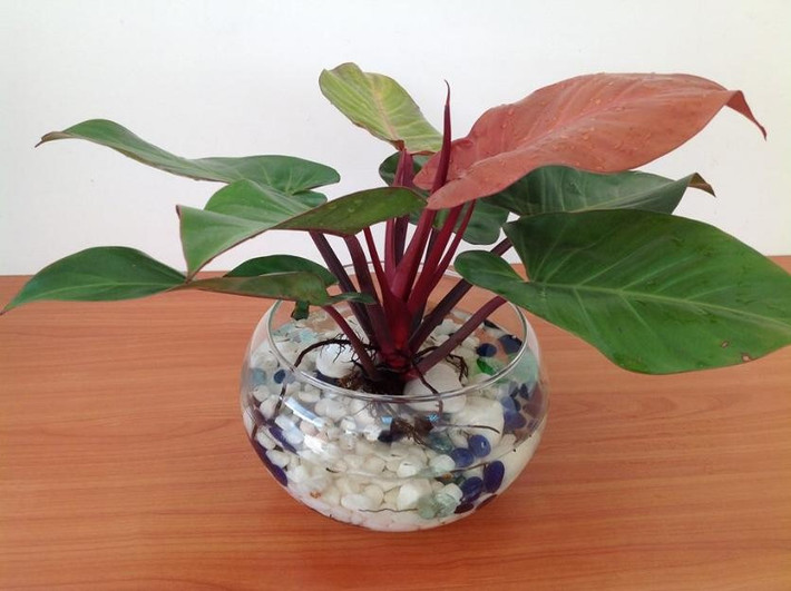 Với màu lá đậm ấn tượng và vẻ đẹp sang trọng của mình, cây trầu bà đế vương rất thích hợp để bài trí tại làm việc. (Ảnh Baoduongcanhquan)