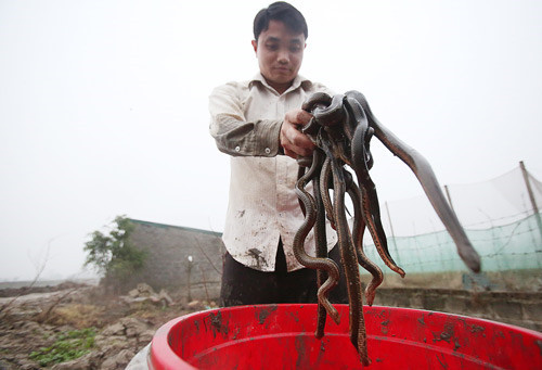 Khu nuôi thả rắn mòng bán tự nhiên của anh Phạm Ngọc Tĩnh (33 tuổi) nằm giữa cánh đồng ở thôn Tu Lễ (Kim Đường, Ứng Hòa, Hà Nội) có diện tích 350m2, thả hơn 2.700 con rắn lớn nhỏ các loại. Ảnh: Dân Việt.