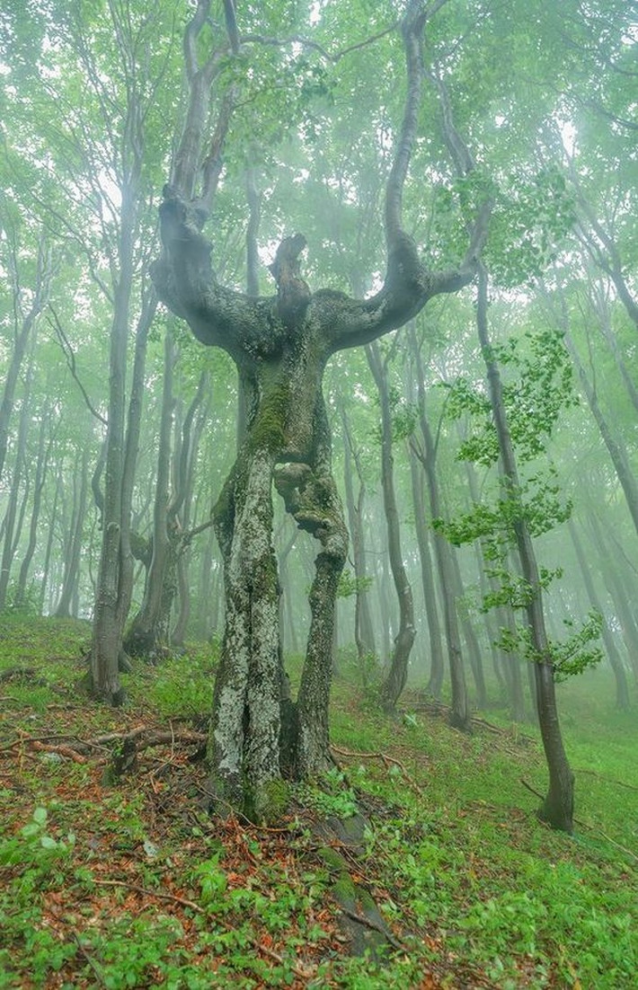 "Groot, cậu đó ư?"