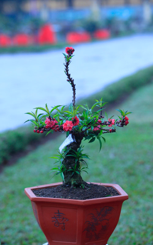 Thân cây xù xì, rêu mốc cổ kính. Ảnh: Dân Việt.