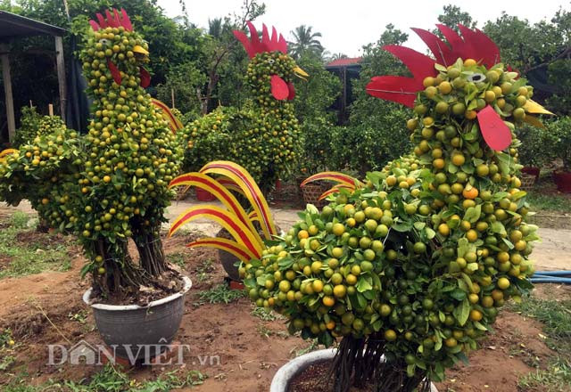 Kiểng gà ở “vương quốc” hoa kiểng Chợ Lách có nhiều kích thước, hình dáng “độc”, ngộ nghĩnh. Nhiều bộ phận trên thân kiểng gà được trang trí bởi nhiều loại vật liệu khác nhau. (Ảnh: Huỳnh Xây/ Dân Việt).