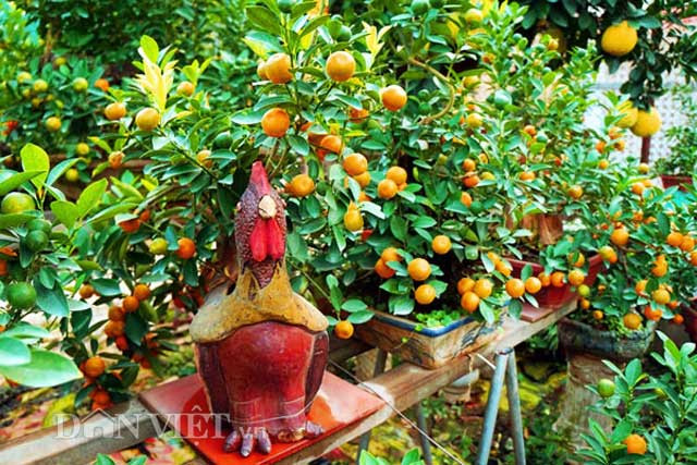 "Muốn có một cây quất bonsai dáng gà, tôi đã phải mất công về tận Bắc Ninh nghiên cứu giống gà Hồ, vẽ phác thảo xong đặt hàng ở lò gốm. Tiếp theo phải trồng quất, tạo dáng sao cho ưng ý nhất, Việc định giá của người mua phụ thuộc vào nhiều yếu tố như thế cây, tuổi đời, lộc, hoa và số quả. Giá một cây quất bonsai dáng gà Hồ từ 2,5 – 5 triệu đồng/cây", ông Mạnh - người trồng quất bonsai nổi tiếng ở Tứ Liên cho biết.