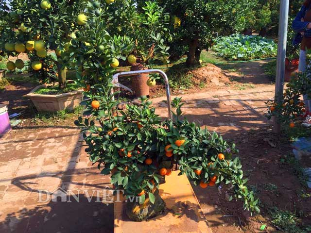 Những chậu quất bonsai được tạo dáng hình con gà tiến Vua hay trồng trong chậu sành hình gà ở làng quất Tứ Liên (Hà Nội) cũng gây sốt thị trường cây cảnh Tết Đinh Dậu 2017. Nhằm đáp ứng nhu cầu của khách hàng, những nghệ nhân trồng quất Tứ Liên (quận Tây Hồ, Hà Nội) đã sáng tạo ra quất bonsai hình gà hoặc ngự trên lưng gà mang hơi thở của năm mới Đinh Dậu 2017.
