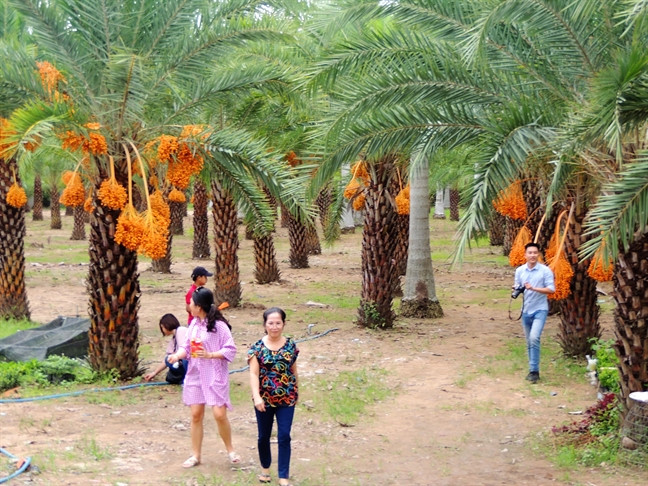 Khi chín trái chà là rất ngọt, có thể phơi khô làm món mứt đặc sản. Ảnh: Phunuonline.