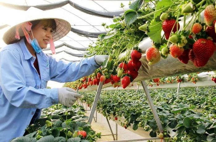 Tọa lạc tại khu đất mới, phường 7, TP Đà Lạt, vườn dâu tây Hoa Thắng Thịnh nổi tiếng là vườn dâu tây đẹp nhất thành phố sương mù. Ảnh: FB Vườn dâu mỹ - Hoa Thắng Thịnh.