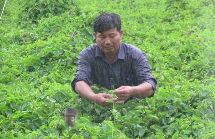 Gia đình anh Trinh Minh Thanh (huyện Gò Dầu, Tây Ninh) có thu nhập khoảng 12 triệu đồng từ trồng cây thiên lý. Ảnh: Baotayninh.