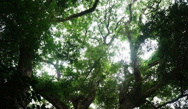 Có người đã trả giá tiền tỷ để mua lại cây sưa đỏ nhưng ông Ba không bán. Ông muốn giữ lại để người dân biết đến và chiêm ngưỡng. Ảnh: Dân Việt.