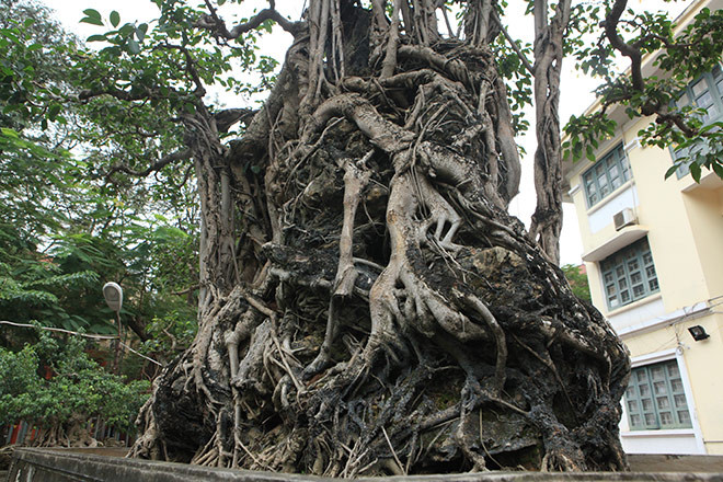 Theo giải thích của chủ nhân cây sanh, sanh cổ được uốn theo thế "Mộc thạch nghênh phong". Tại sao lại là "Mộc thạch nghênh phong"? Vì cây sanh này có một bộ rễ ôm đá mà thế đứng làm cho cây và khối đá dưới chân gắn chặt vào nhau như đưa toàn thân vươn lên cùng nghênh đón gió.