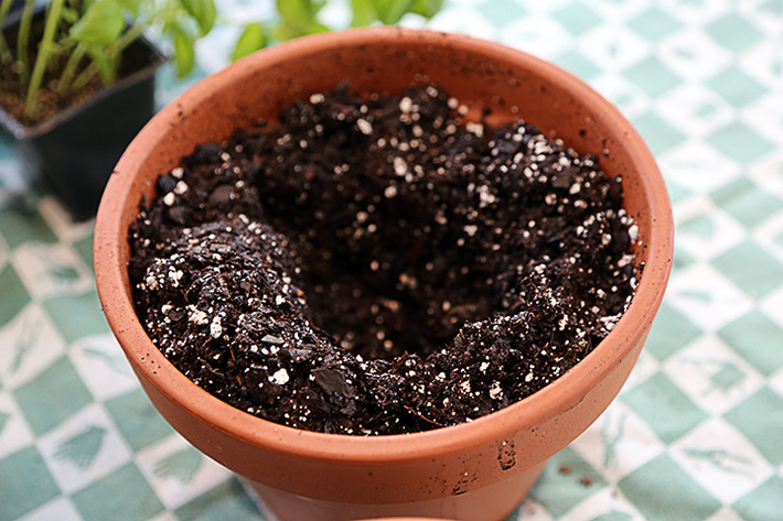 Đất gieo mạ là đất bùn sệt hoặc đất sạch. Ảnh: Coffeeforroses.
