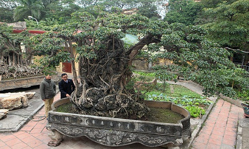 Tác phẩm cây sanh "Mộc thạch nghênh phong" hiện thuộc sở hữu của một giám đốc công ty có tiếng ở Hoàng Mai (Hà Nội).