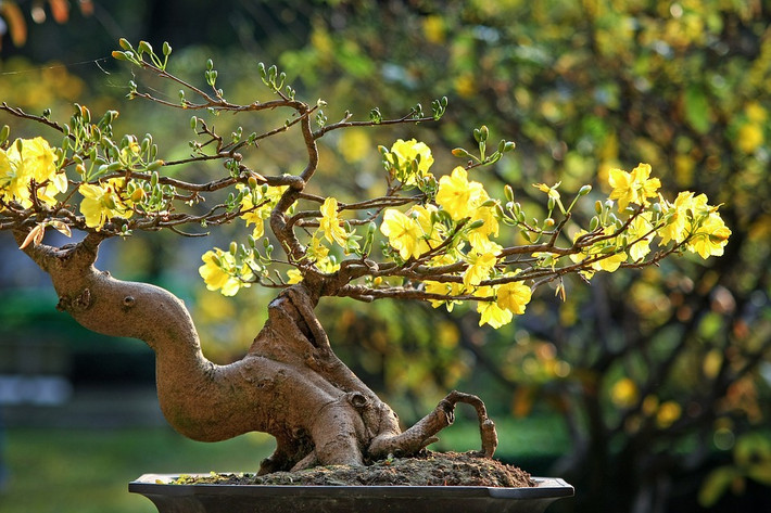 Có thể là cành đào, cây mai, quất cảnh...các loại cây ra lộc trong năm mới đều được coi là mang đến niềm vui cho người nhận. Ảnh: Pixabay.