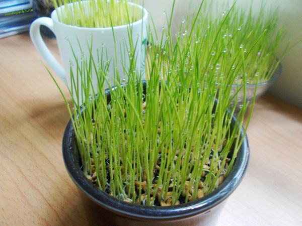 Thời gian gần đây, lúa cảnh bỗng trở thành cây trang trí hot trong dịp Tết. Không giống như trồng lúa lấy hạt, cách trồng lúa cảnh khá đơn giản. Ảnh: Vuontuongdanang.