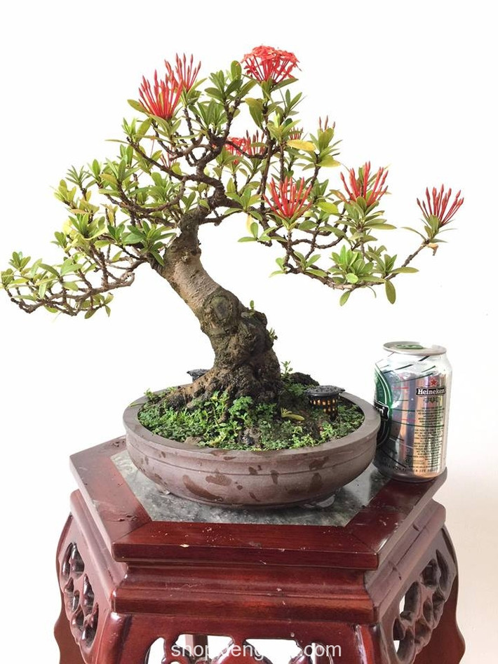 Mẫu đơn đỏ cao 30cm, hoành thân 18cm đẹp mê ly. Ảnh: Shopkiengviet.