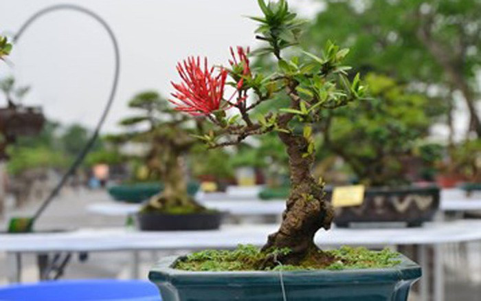 Bonsai mẫu đơn mini ra hoa rực rỡ. Ảnh: VOV.