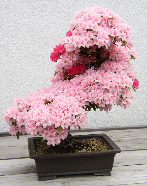 Mẫu đơn chi chít hoa từ gốc đến ngọn. Ảnh: Printest.