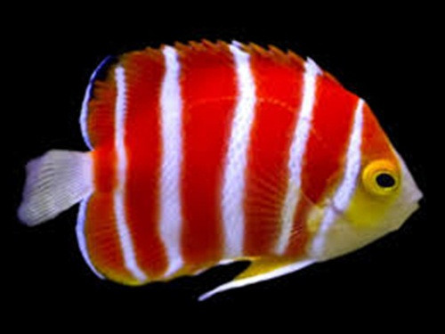 Cá thiên thần có kích thước khá nhỏ, chiều dài chỉ khoảng 7cm. Ảnh: Exoticocean.