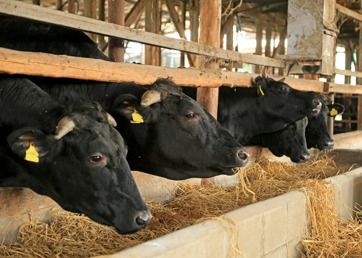 Trước khi đưa ra thị trường, từng miếng thịt bò Wagyu được đánh giá kỹ càng để kiểm định chất lượng theo quy chuẩn Nhật Bản. Ảnh: Luciesfarm.