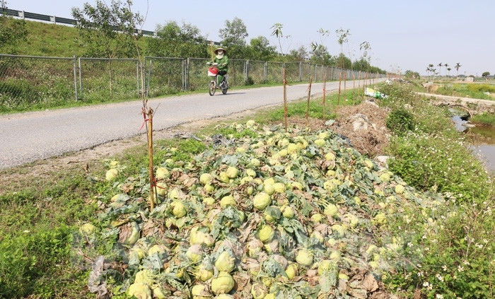 Về xã Hưng Đạo, Ngọc Kỳ (Tứ Kỳ, Hải Dương) những ngày này không khó bắt gặp cảnh su hào vứt chỏng chơ, chất thành từng đống lớn cạnh đường. Ảnh: Baohaiduong.