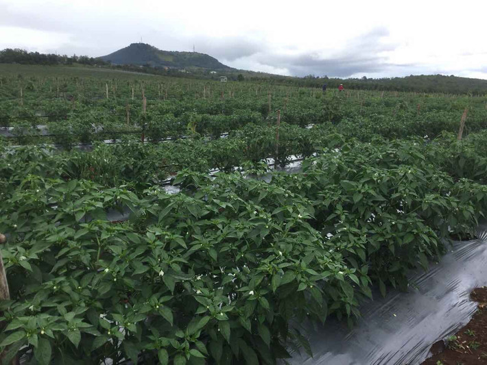Đây là lần đầu tiên Hoàng Anh Gia Lai Agrico của bầu Đức ghi nhận doanh thu từ vườn ớt gần 1.000 hecta trồng tại Gia Lai và Rattanakiri (Campuchia).