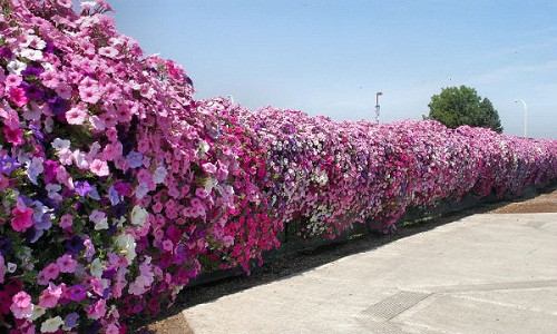 Hoa giấy là loại cây leo tốt dùng để trang trí cổng nhà, sân vườn và hàng rào. Ảnh: Hoadepvietnam.