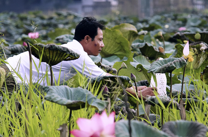 Anh Nguyễn Văn Hạnh (Ninh Xá, Thường Tín, Hà Nội) được mọi người biết đến với đầm sen rộng trên 8.000m2, quy tụ khoảng 10 loài sen quý. Ảnh: Zing.