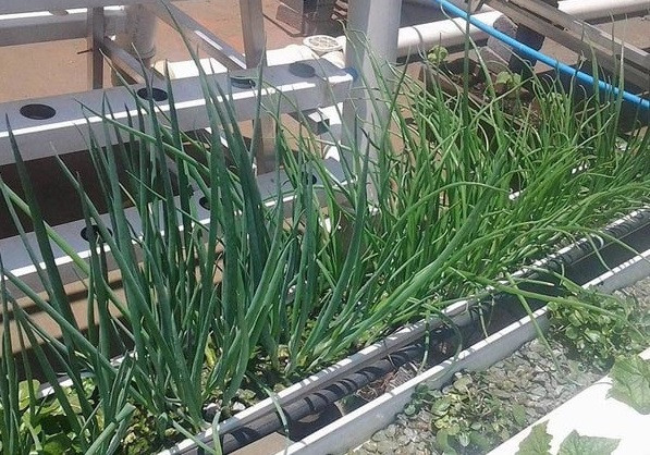 Hành lá và tỏi có thể trồng một cách đơn giản bằng việc ngâm gốc trong nước. Khi cây đã mọc lá thì đặt cây vào các khay nhựa thủy canh. Ảnh: Lisado.